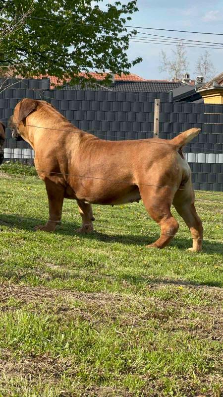 Južnoafrički mastif – Boerboel štenci