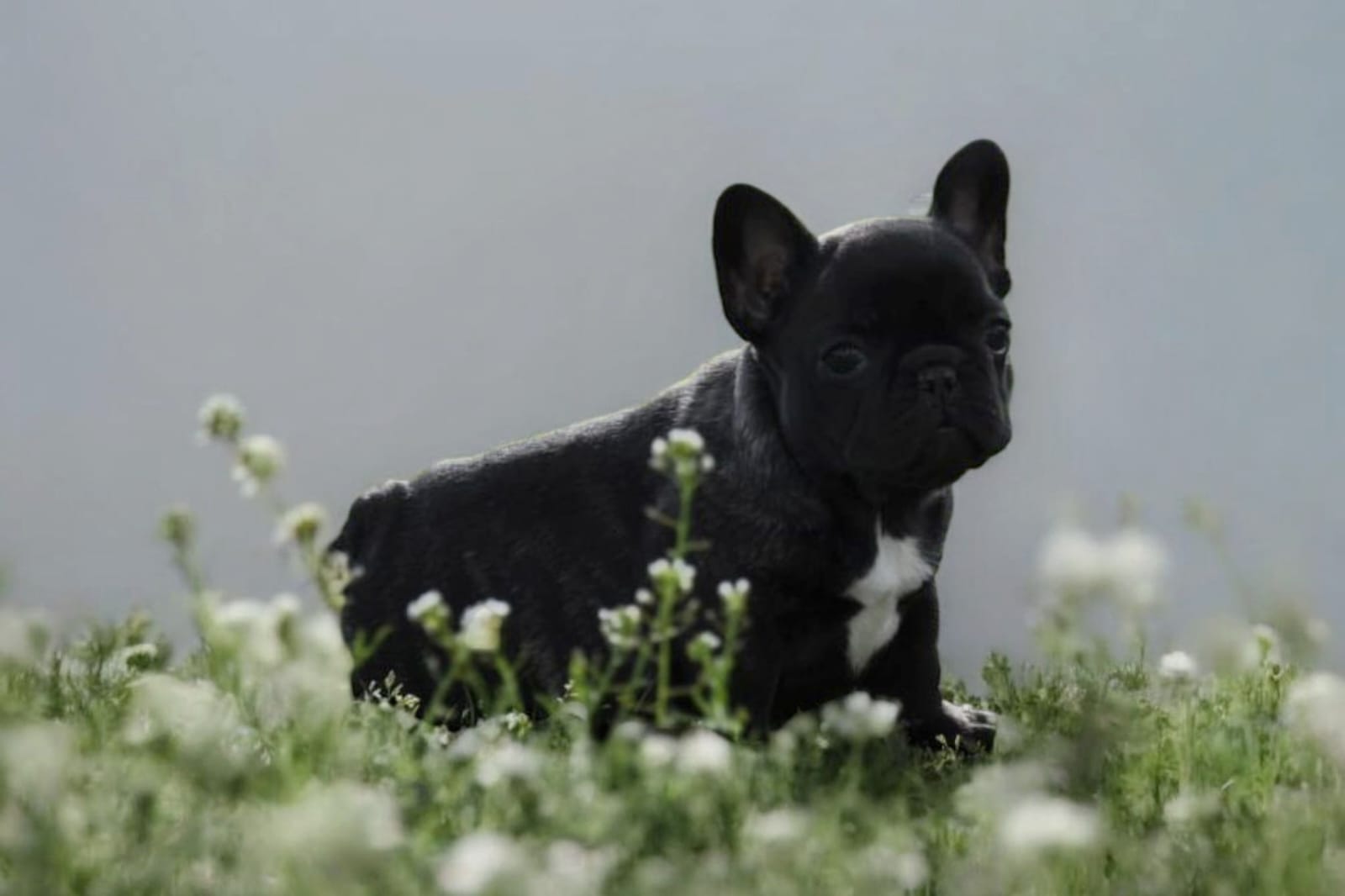 Francuski Buldog prelepi štenci