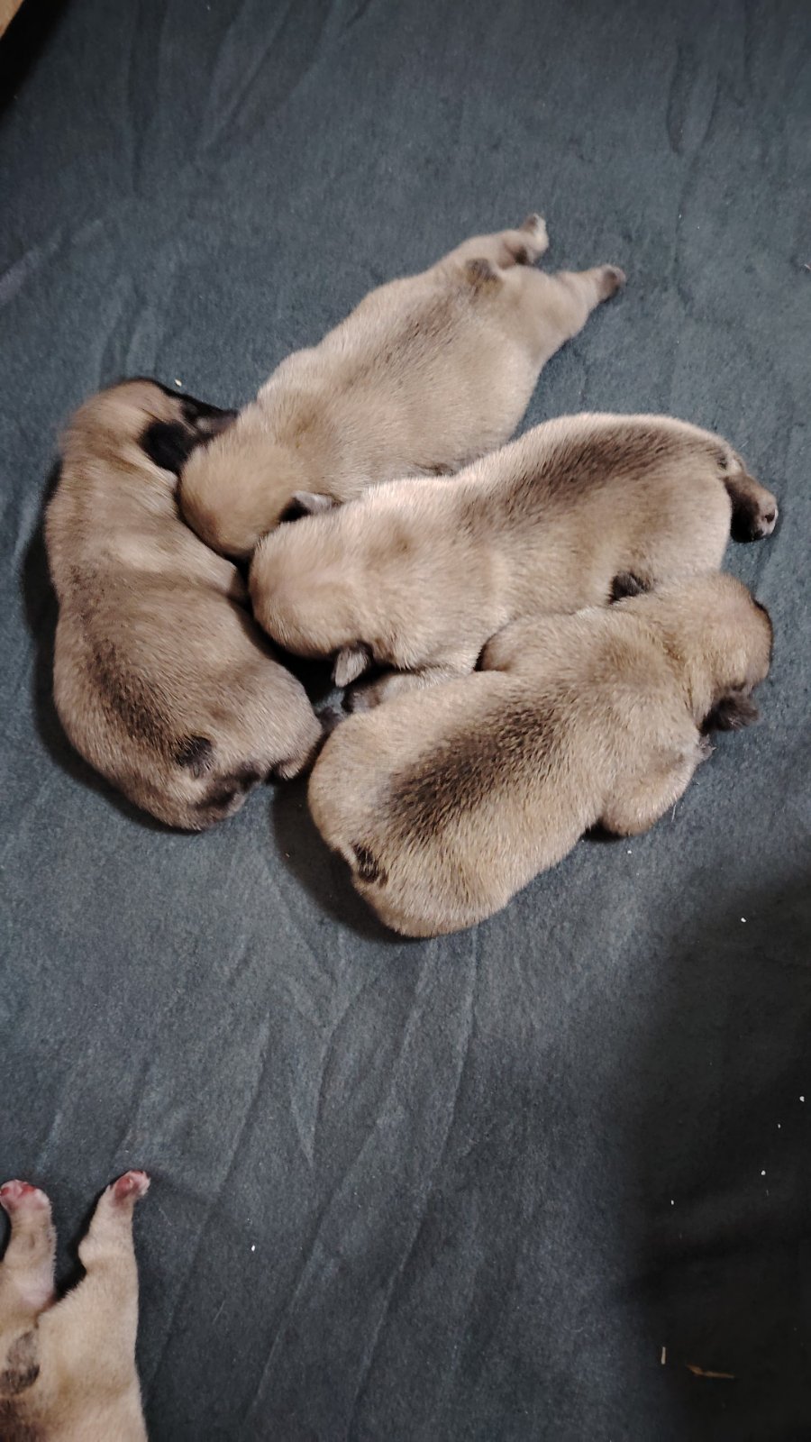Francuski Buldog prelepi štenci