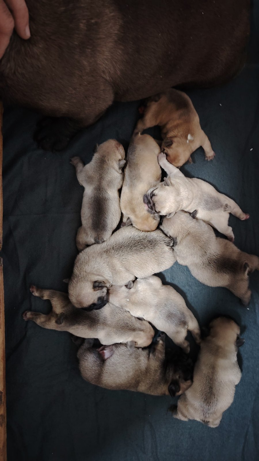 Francuski Buldog prelepi štenci