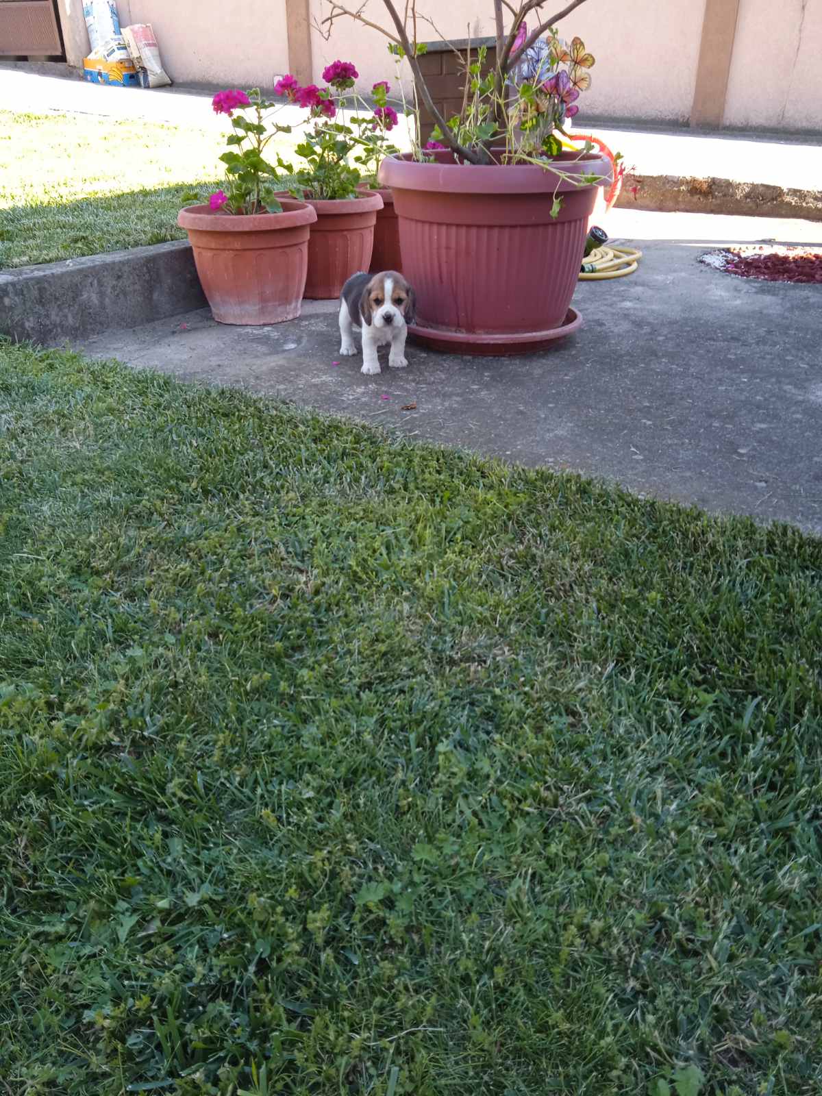 Bigl prelepi štenci