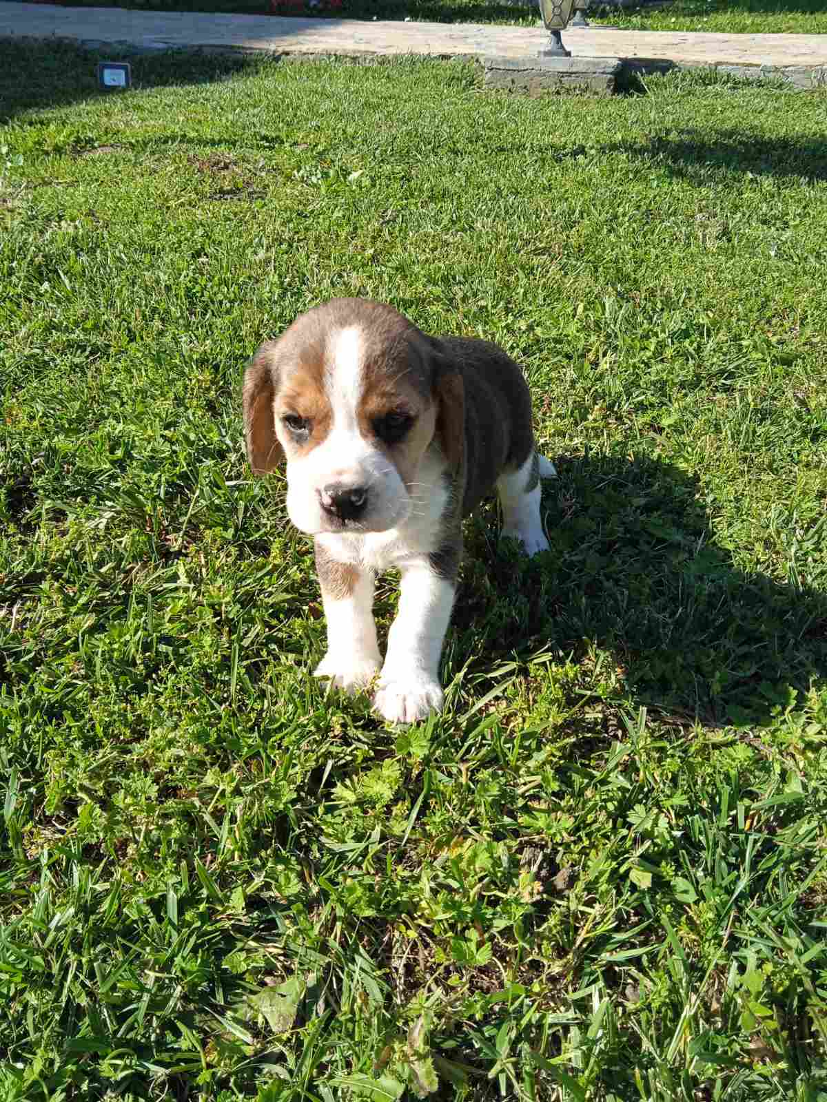 Bigl prelepi štenci