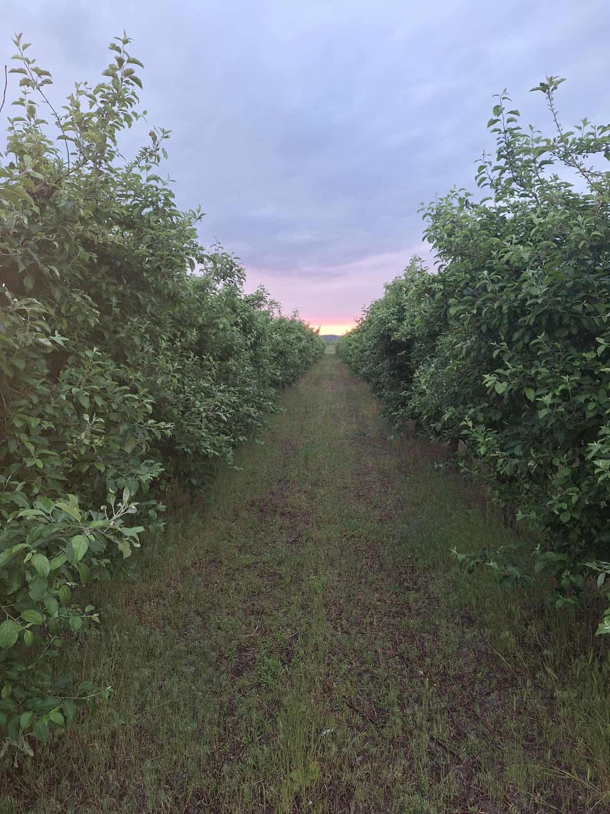 Na prodaju dva vocnjaka povrsine od po 2ha