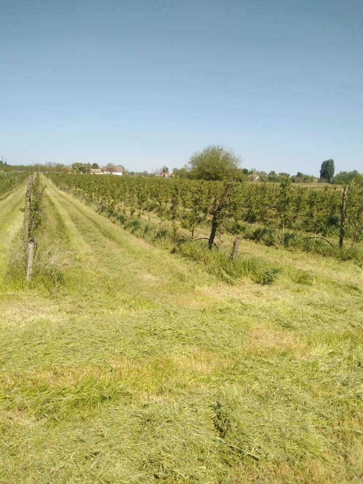 Na prodaju dva vocnjaka povrsine od po 2ha