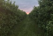 Na prodaju dva vocnjaka povrsine od po 2ha
