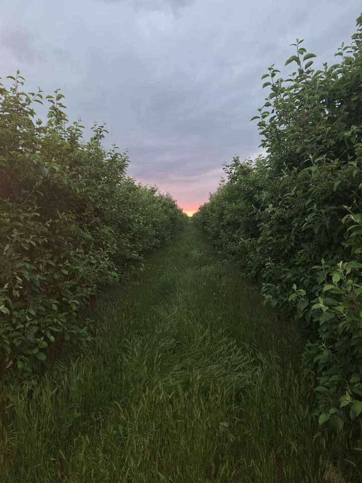 Na prodaju dva vocnjaka povrsine od po 2ha