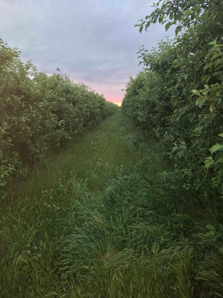 Na prodaju dva vocnjaka povrsine od po 2ha