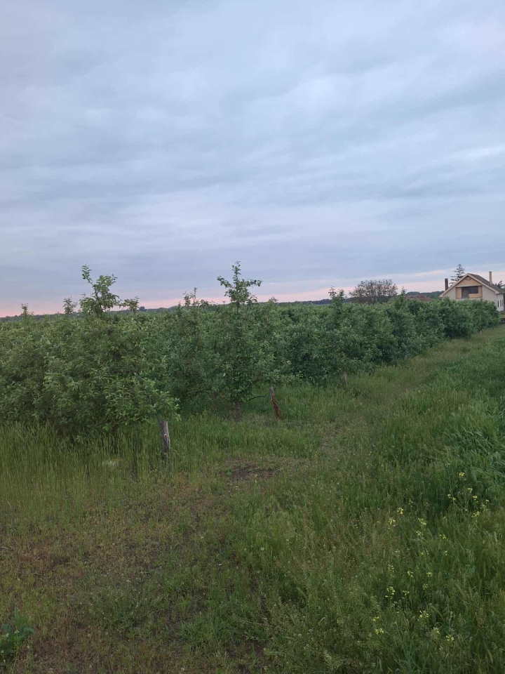 Na prodaju dva vocnjaka povrsine od po 2ha