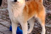 Akita inu -mlada zenkica
