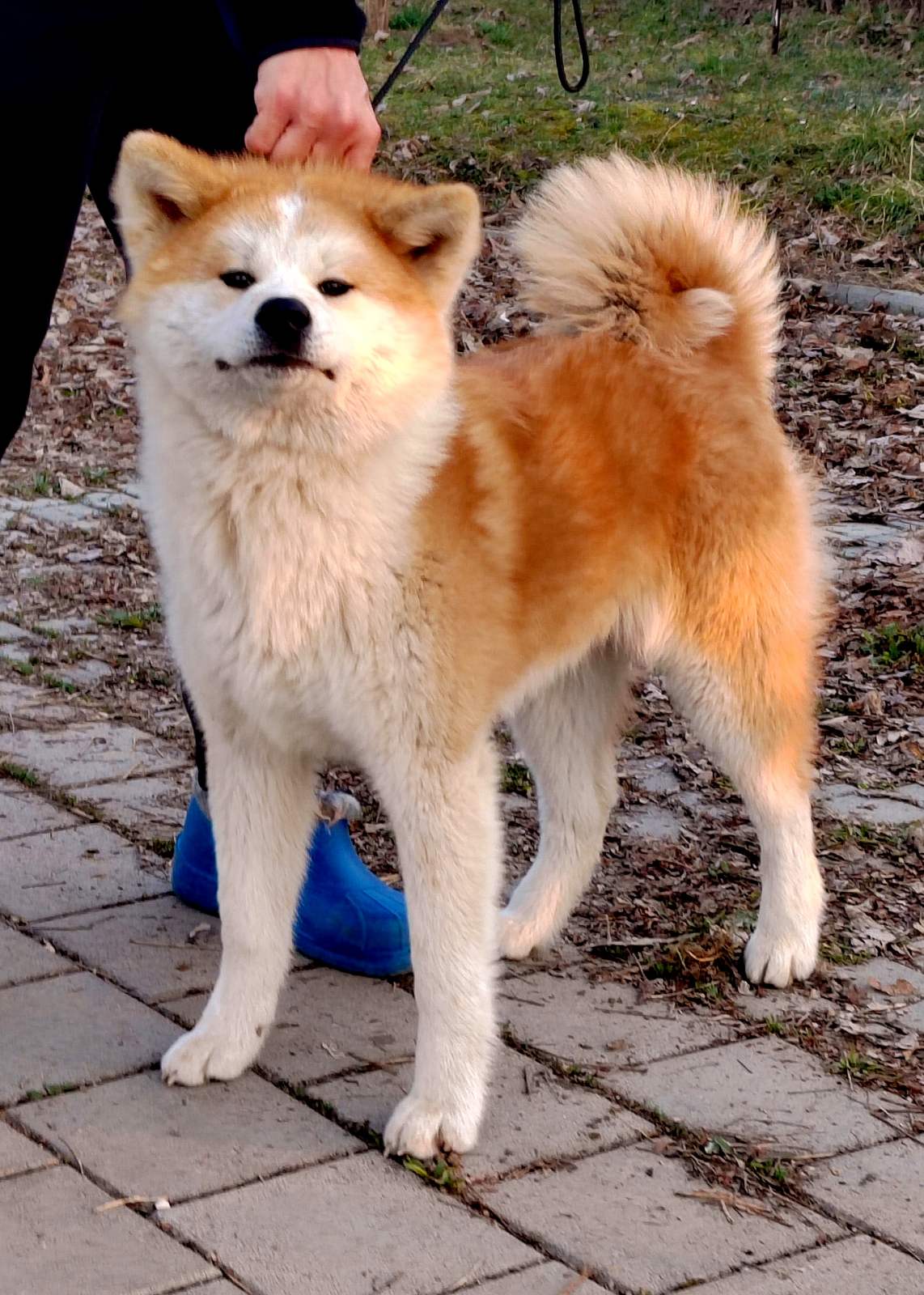 Akita inu -mlada zenkica