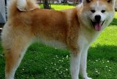 Akita inu -mlada zenkica
