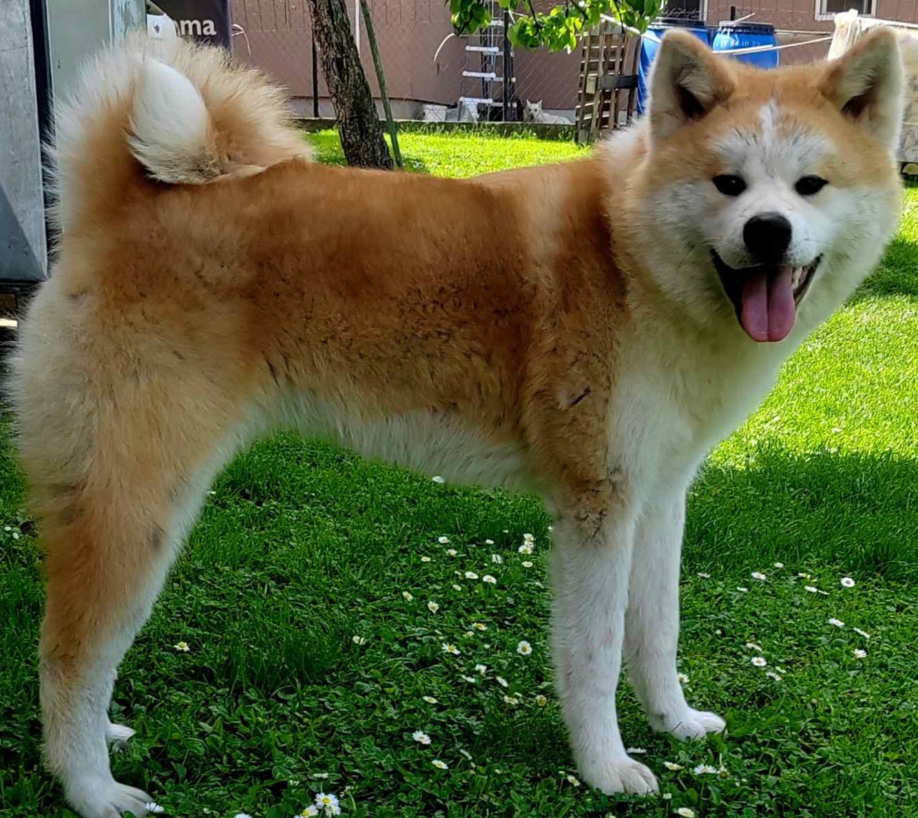 Akita inu -mlada zenkica