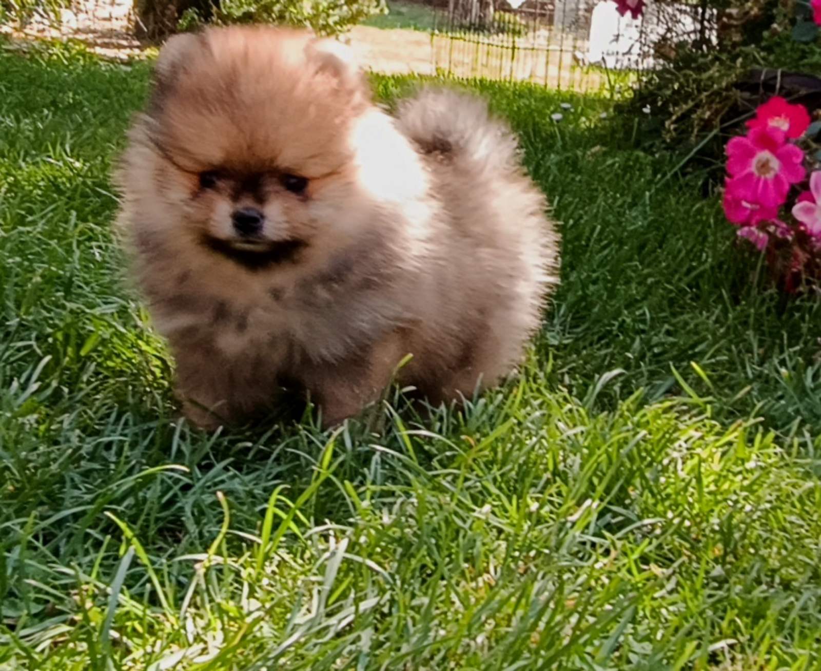 Štenci pomeranskog špica
