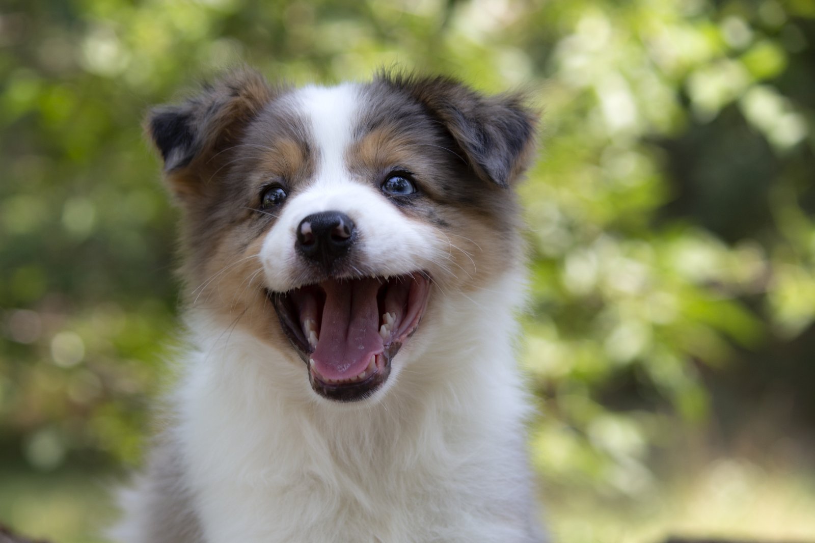 Border koli-Border collie štenad