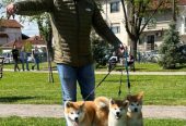 Stenci akita inu-Japanski