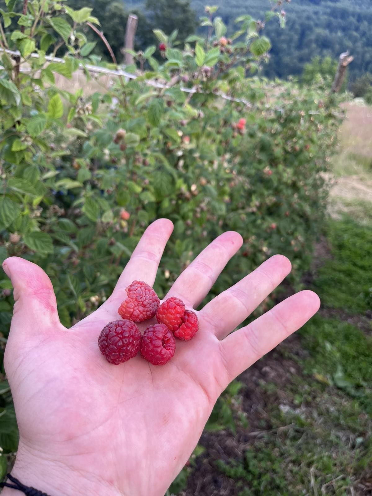BERBA MALINA U IVANJICI