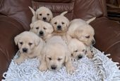 Labrador retriver štenci bele boje