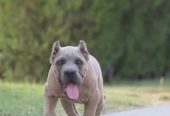 Cane Corso vrhunski štenci