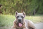 Cane Corso vrhunski štenci