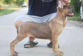 Cane Corso vrhunski štenci