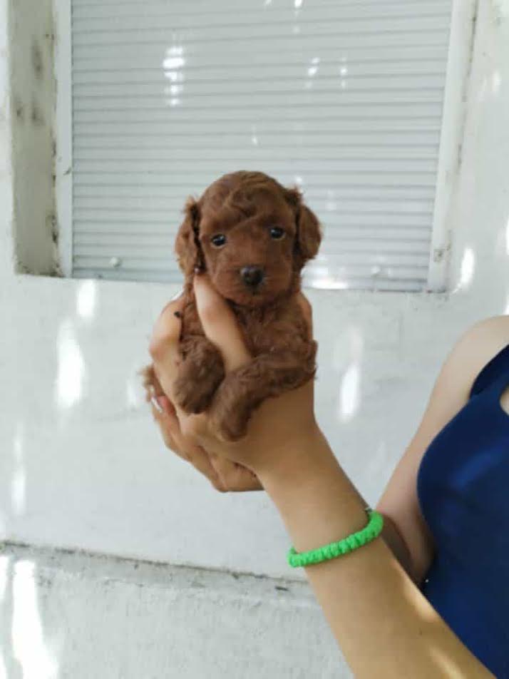 Crvena toy pudla