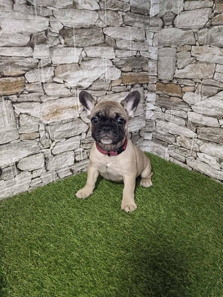 Francuski buldog