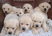 Labrador retriver štenci bele boje