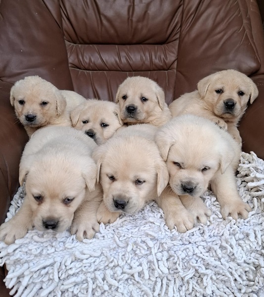 Labrador retriver štenci bele boje