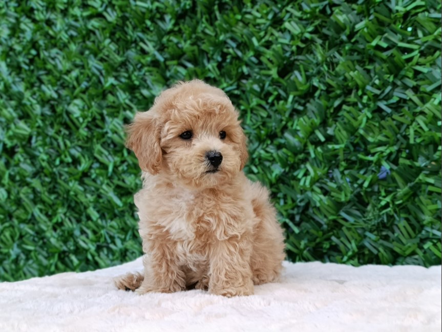 Maltipoo štenci – savršeni kućni ljubimci!