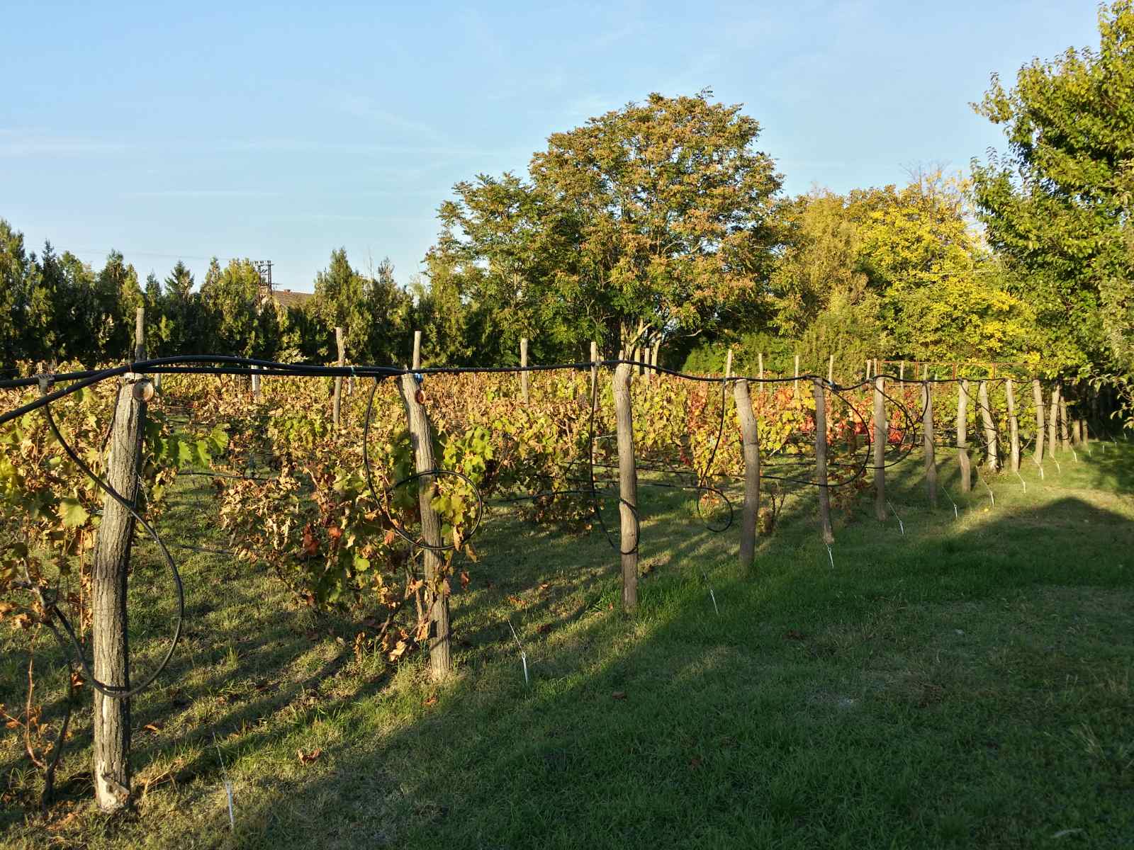 Bio Salaš blizu Subotice