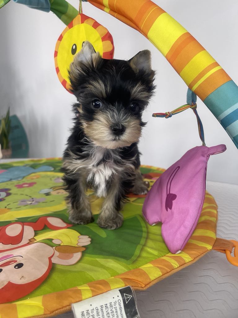 Yorkshire Terrier štenci