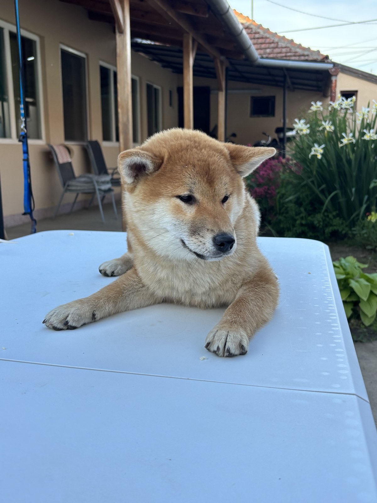 Na prodaju žensko štene Shiba inu