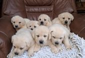 Labrador retriver štenci bele boje