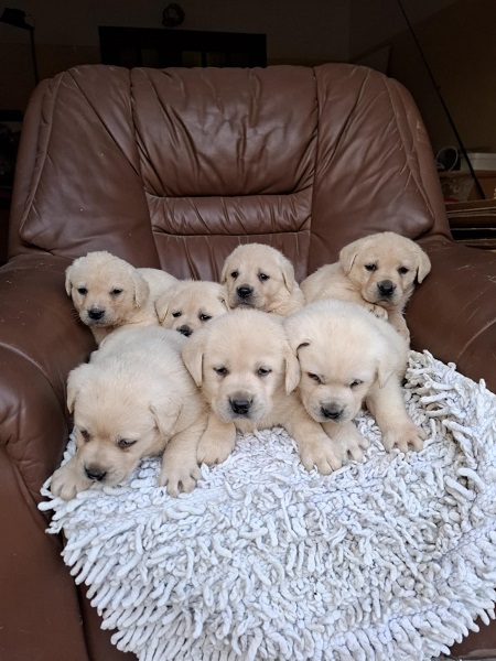 Labrador retriver štenci bele boje