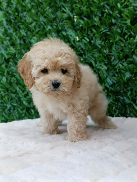 Maltipoo štenci – savršeni kućni ljubimci!