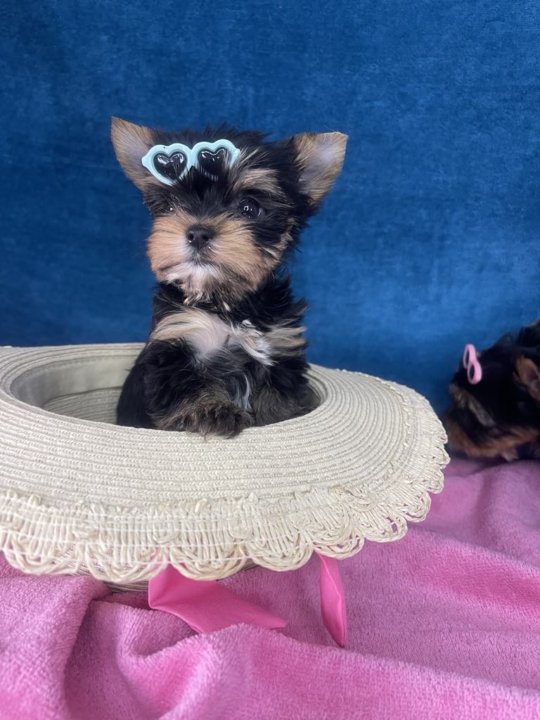 Yorkshire Terrier štenci