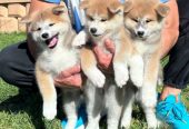 Stenci akita inu-Japanski