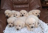 Labrador retriver štenci bele boje