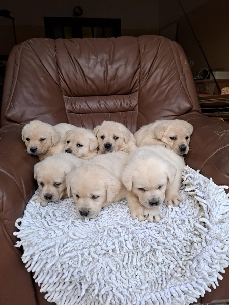 Labrador retriver štenci bele boje