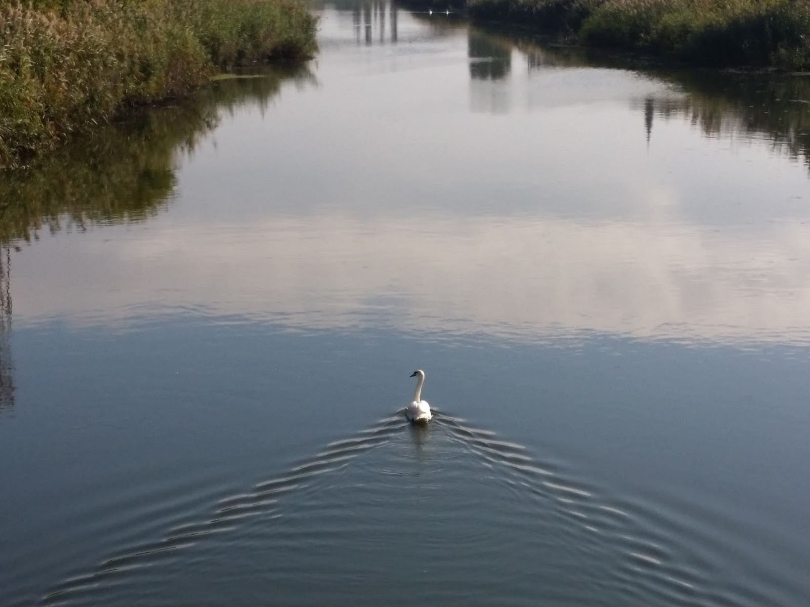 Na prodaju porodična kuća u Vrbasu – čvrsta gradnja sa dušom!