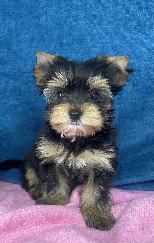 Yorkshire Terrier štenci
