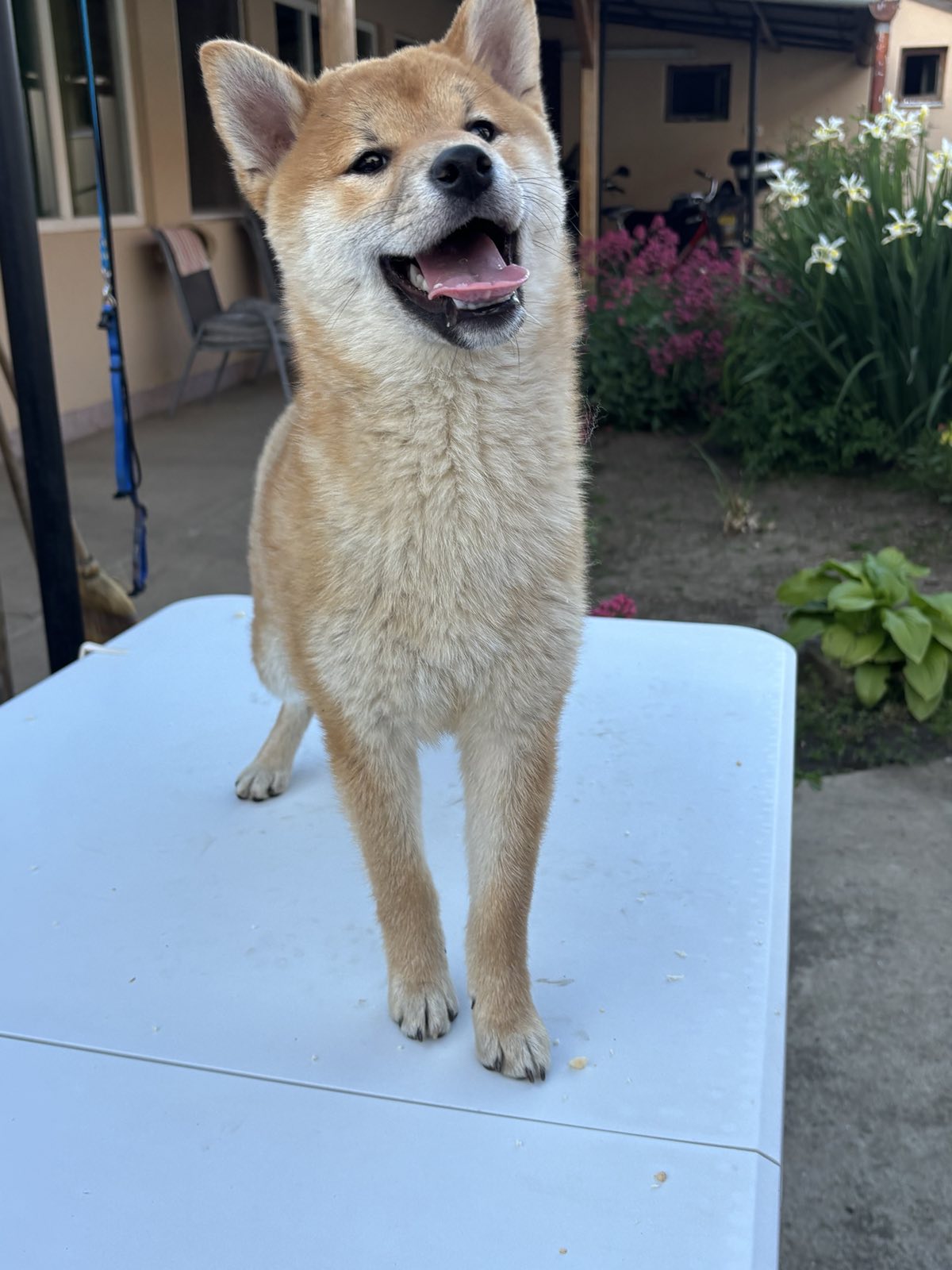 Na prodaju žensko štene Shiba inu