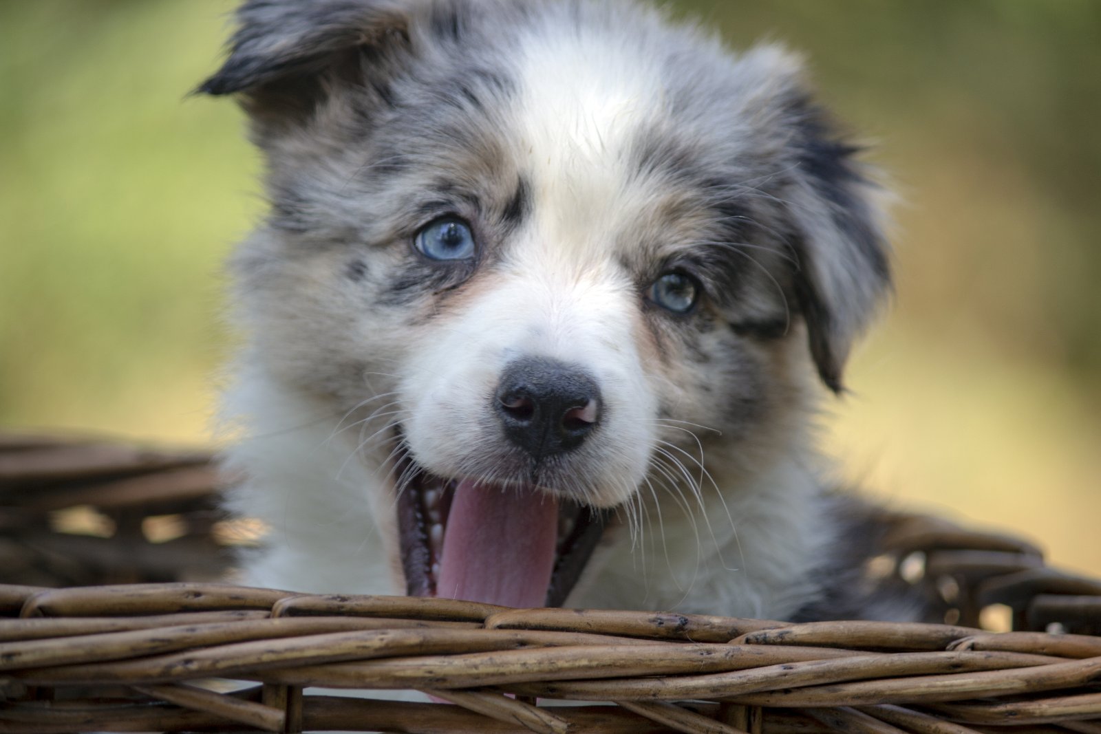 Border koli-Border collie štenad