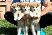 Stenci akita inu-Japanski