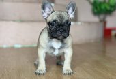Francuski buldog prelepi štenci