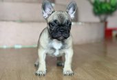 Francuski Buldog prelepi štenci