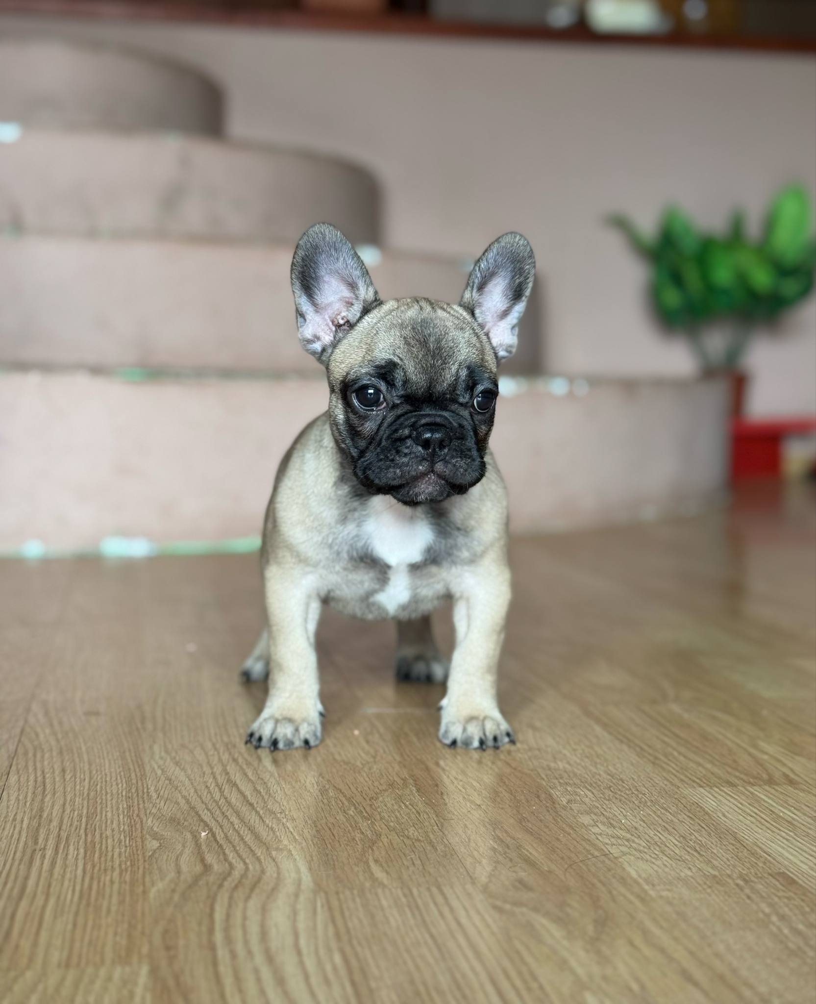 Francuski buldog prelepi štenci