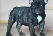 Francuski Buldog prelepi štenci
