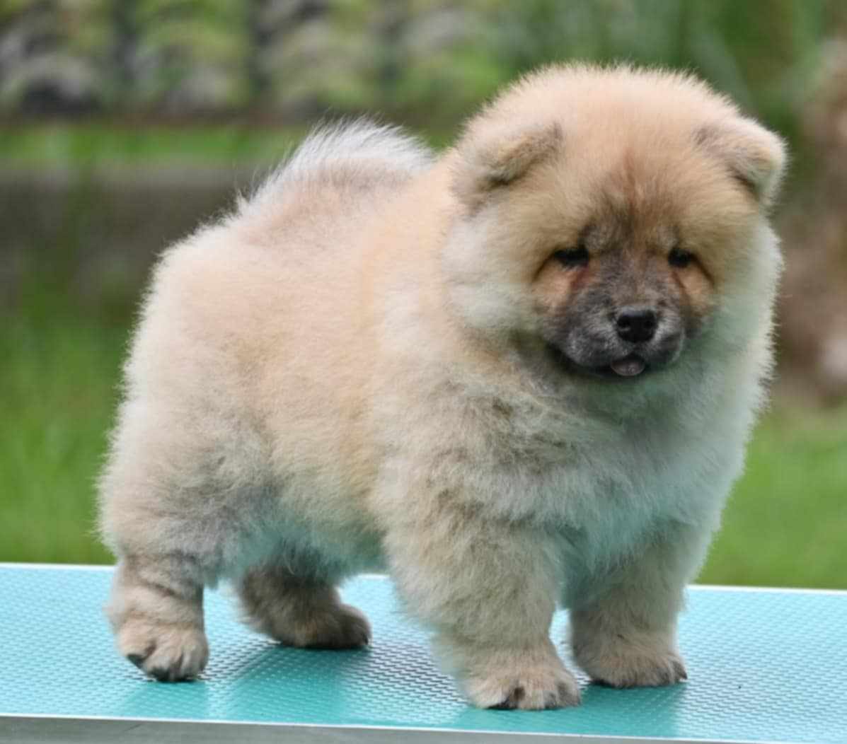 Chow Chow Cau Cau Čau Čau