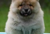 Chow Chow Cau Cau Čau Čau